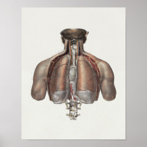 1867 Lungs Back Spine Vintage Anatomy Print
