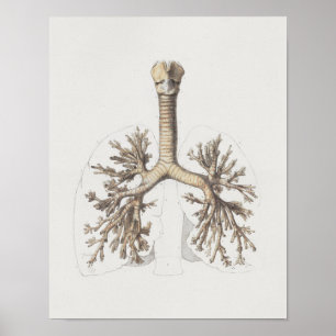 1867 Lungs Bronchi Vintage Anatomy Print