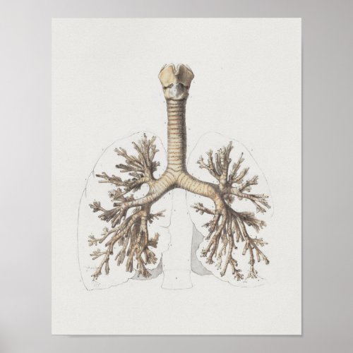 1867 Lungs Bronchi Vintage Anatomy Print
