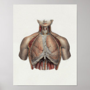 1867 Lungs Chest Vintage Anatomy Print