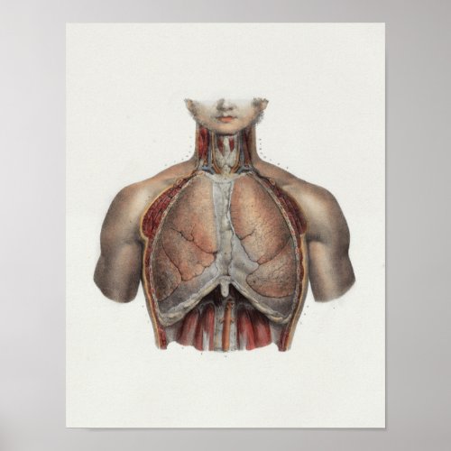 1867 Lungs Chest Vintage Anatomy Print
