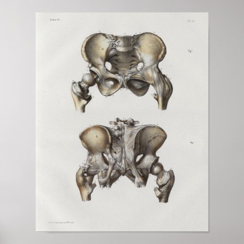 1867 Pelvic Bones Vintage Anatomy Print