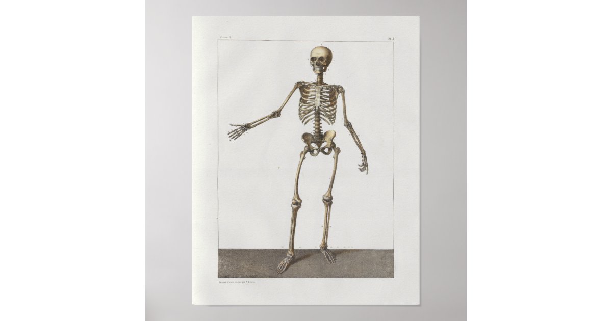 1867 Skeleton Bones Vintage Anatomy Medical Print | Zazzle