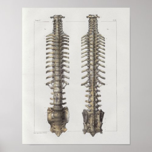 1867 Spinal Column Bones Vintage Anatomy Print