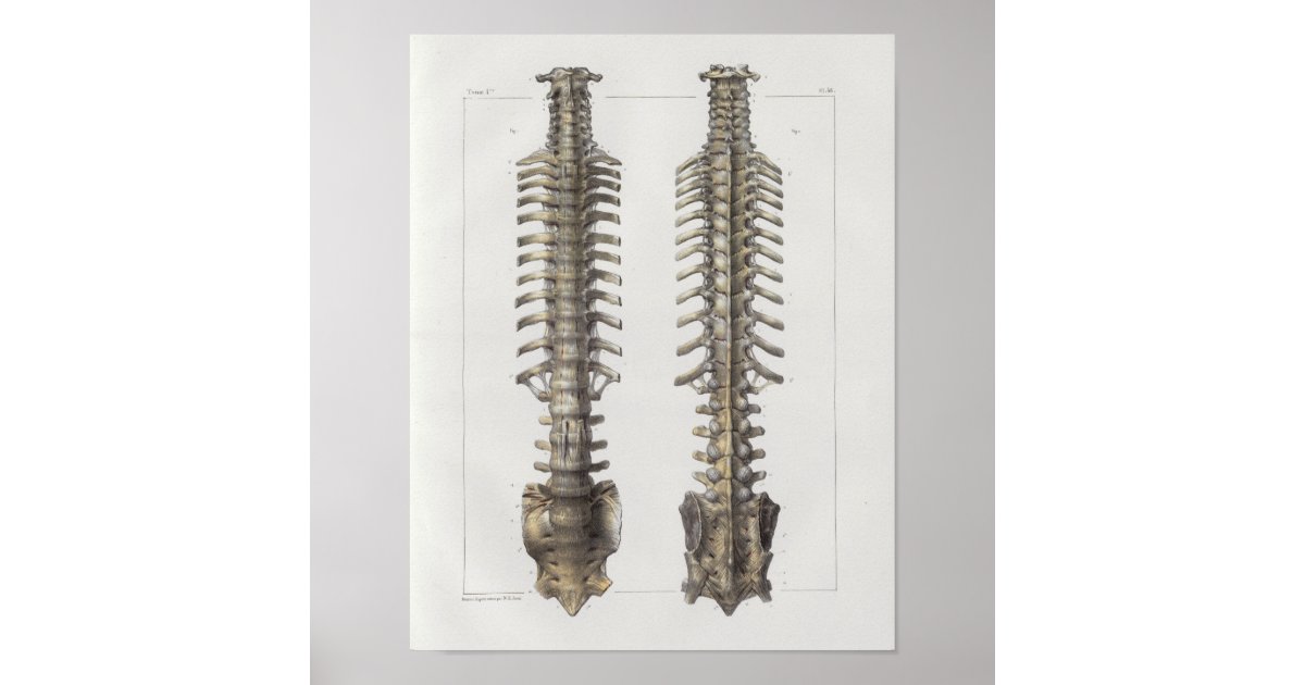1867 Spinal Column Bones Vintage Anatomy Print | Zazzle