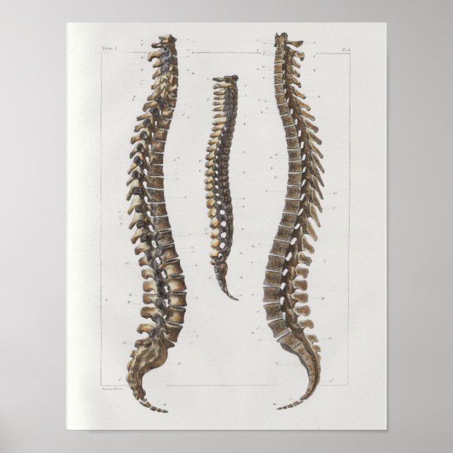 1867 Spinal Column Vintage Anatomy Medical Print (Front)