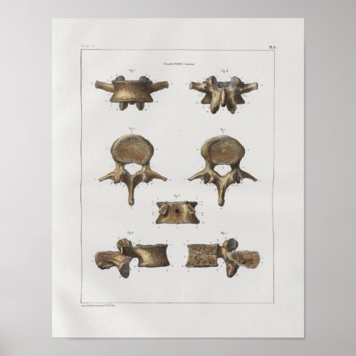 1867 Spinal Vertebrae Bones Vintage Anatomy Print