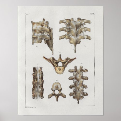 1867 Thoracic Spine Vintage Anatomy Print
