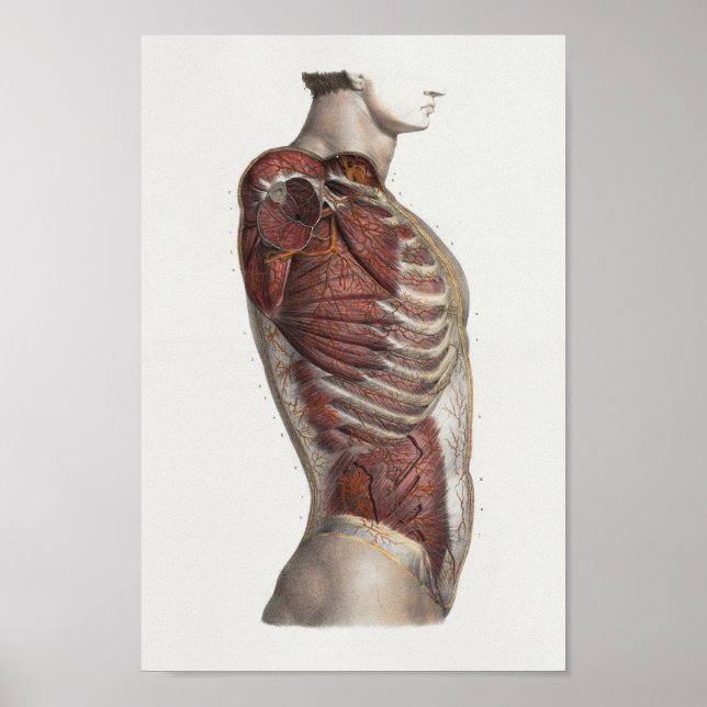 1867 Torso Muscles Vintage Anatomy Print (Front)