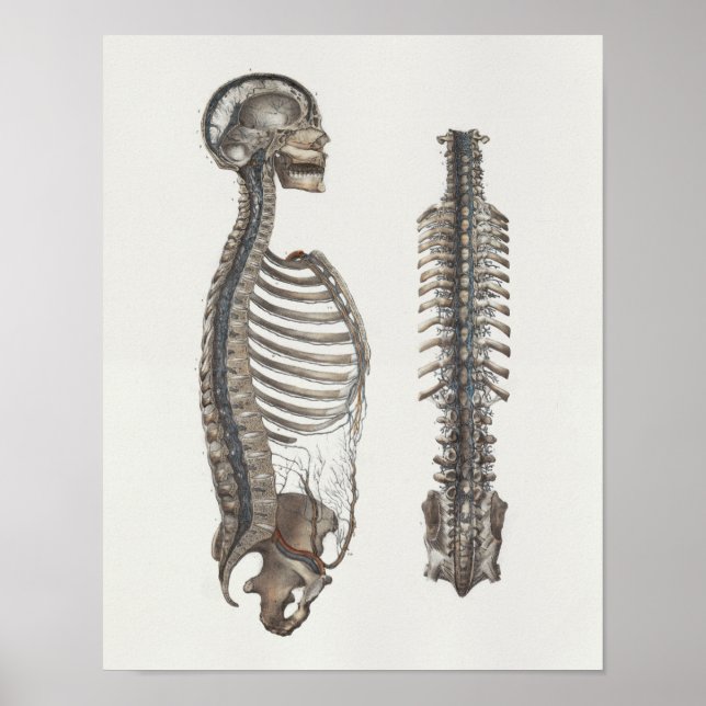 1867 Veins Spine Skull Vintage Anatomy Print (Front)