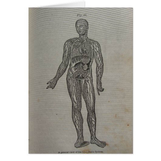 1875 Medical Book Diagram Cards (Front)