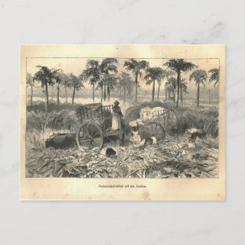 1877 Print Cuba Antilles  Earth And Its Peoples Postcard by AcupunctureProducts at Zazzle