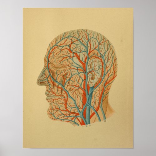 1879 Vintage Anatomy Print Head Arteries Veins