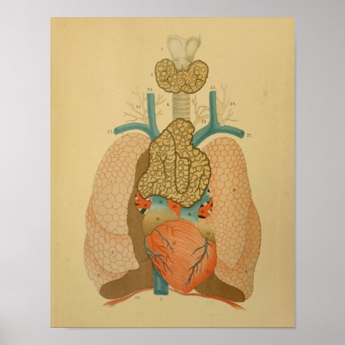 1879 Vintage Anatomy Print Heart Lungs