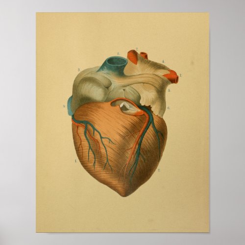 1879 Vintage Anatomy Print Human Heart