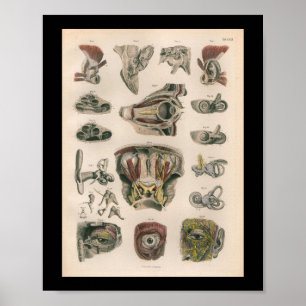 1879 Vintage Bock Anatomy Print Eye Ear