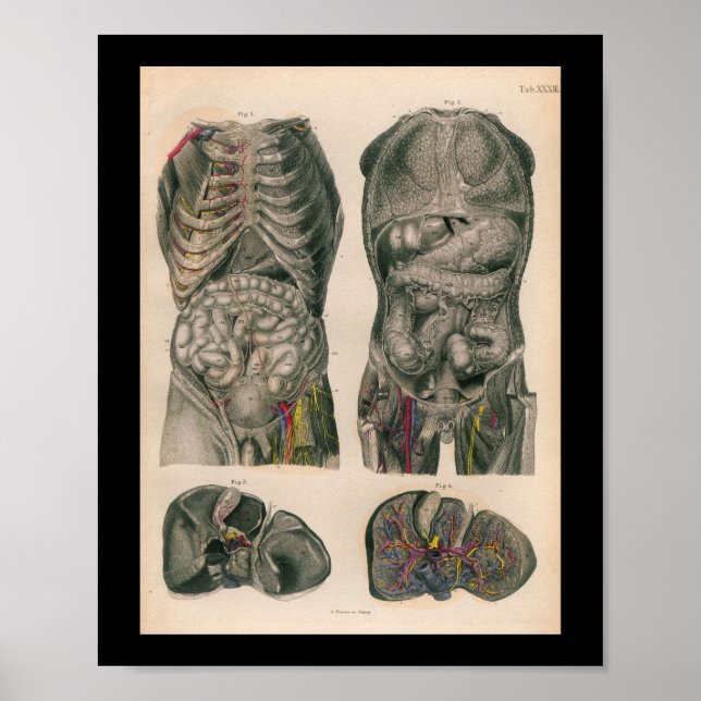1879 Vintage Bock Anatomy Print Internal Organs (Front)