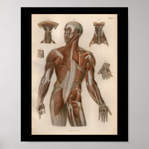 1879 Vintage Bock Anatomy Print Muscles