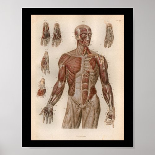 1879 Vintage Bock Anatomy Print Muscles