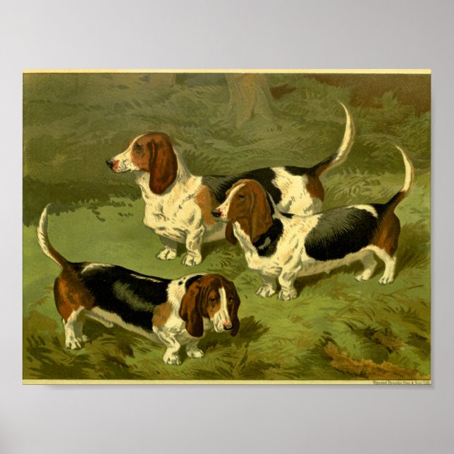 1881 Vintage Basset Hounds Print (Front)
