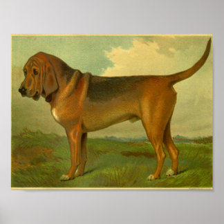 Bloodhound Posters | Zazzle