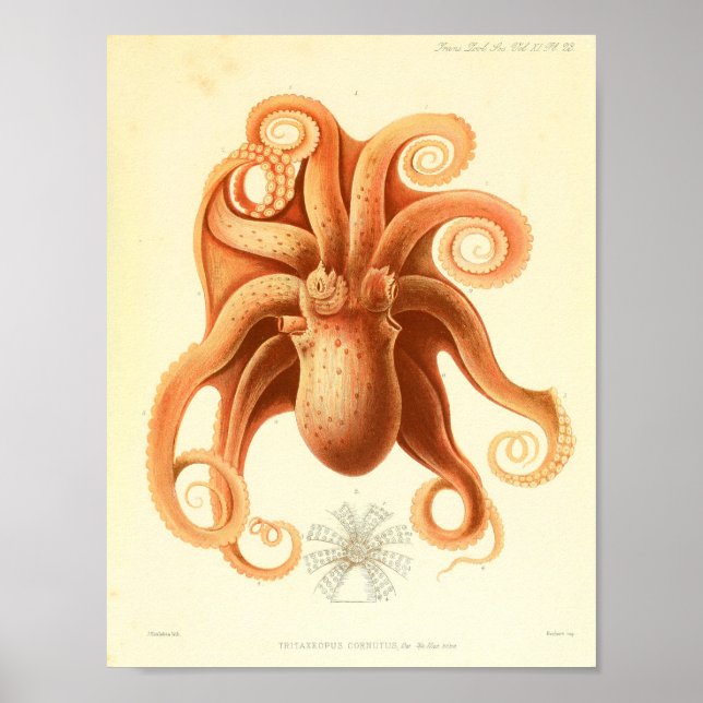 1881 Vintage Color Octopus Art Print (Front)