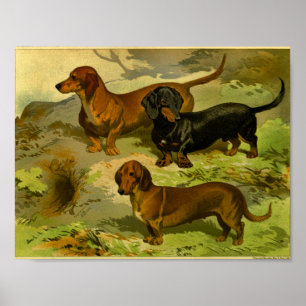 1881 Vintage Dachshunds Print