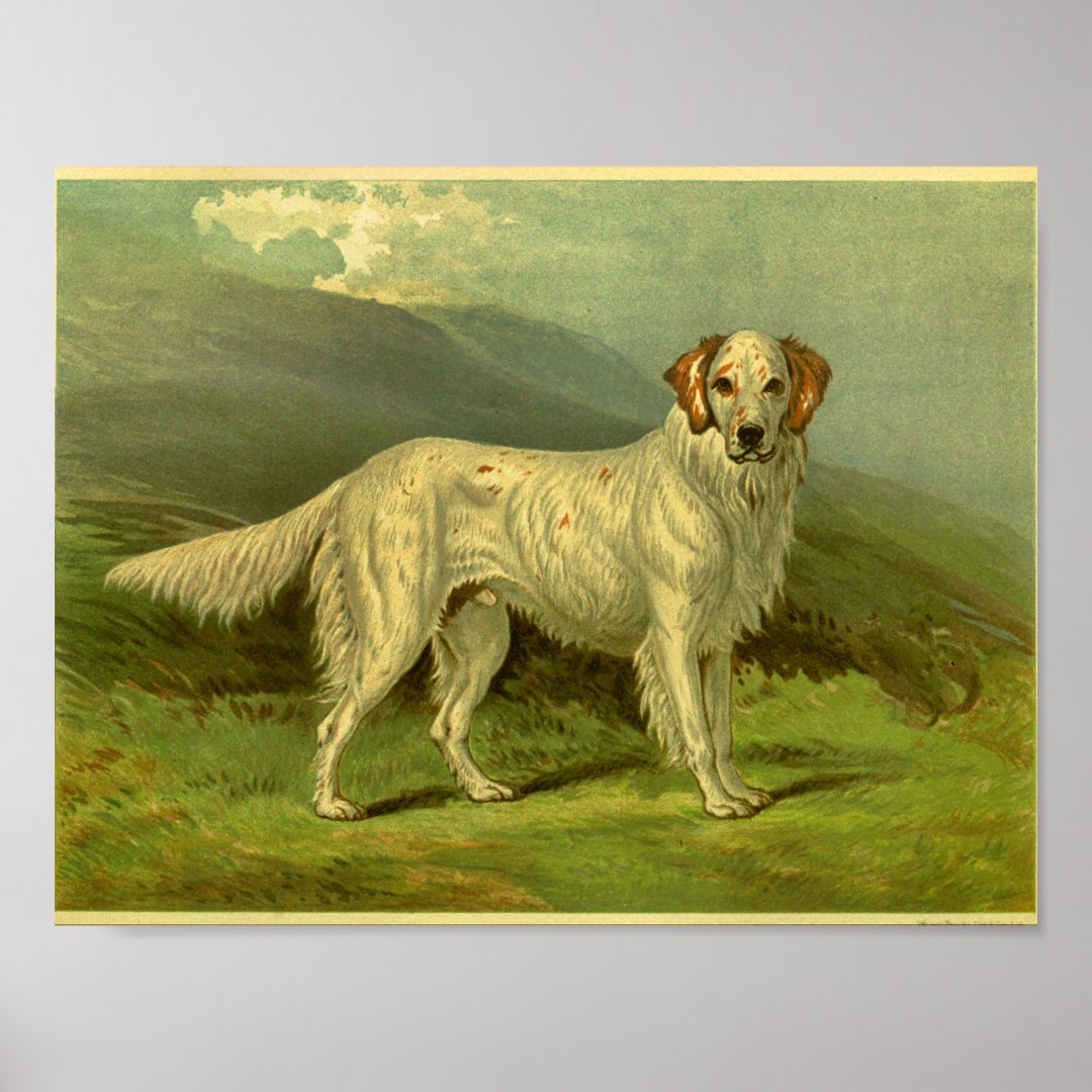 1881 Vintage English Setter Print | Zazzle