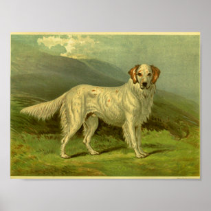 IRISH RED AND WHITE SETTER TWO DOGS LOVELY VINTAGE STYLE DOG PRINT POSTER 