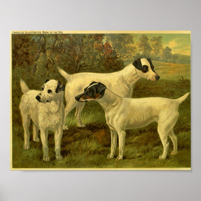 1881 Vintage Fox Terriers Print (Front)