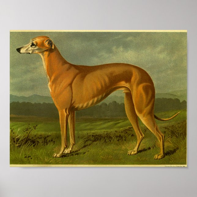 1881 Vintage Greyhound Print (Front)