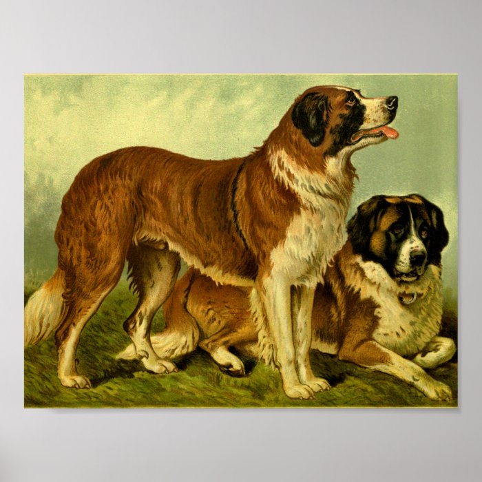 1881 Vintage St. Bernards Print | Zazzle