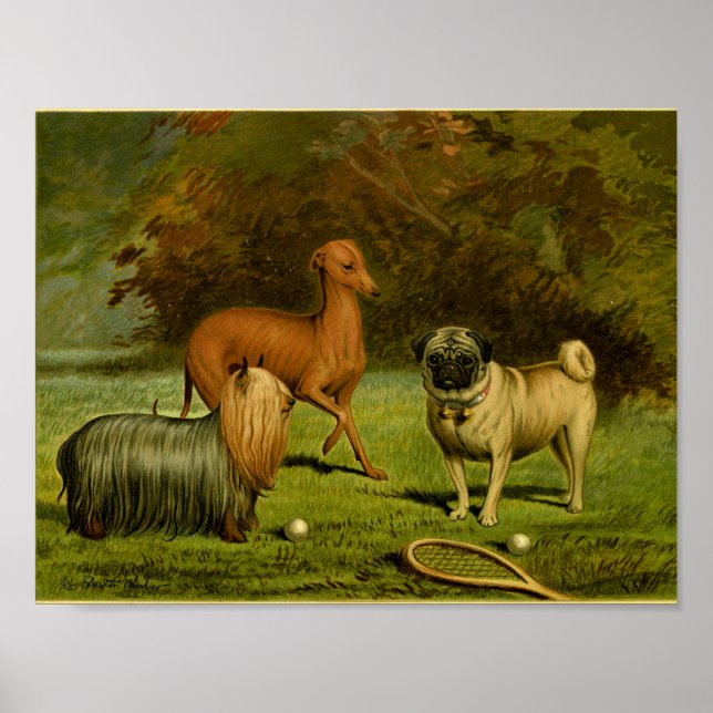 1881 Vintage Terrier and Pug Print (Front)