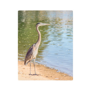 1884-Great Blue Heron Metal Print
