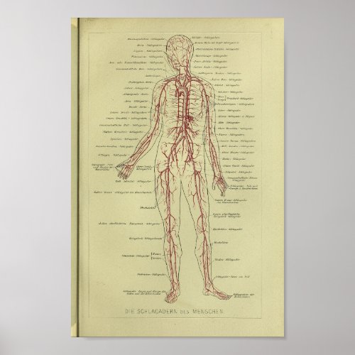 1886 Vintage Human Artery Anatomy Print