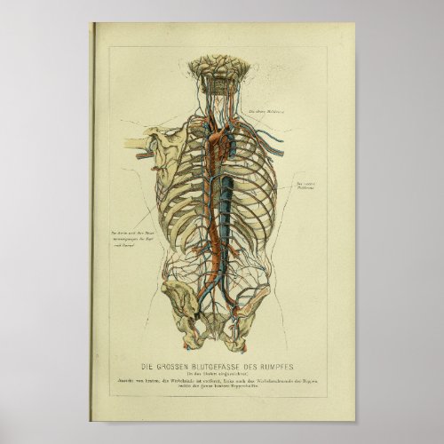 1886 Vintage Human Artery Anatomy Print