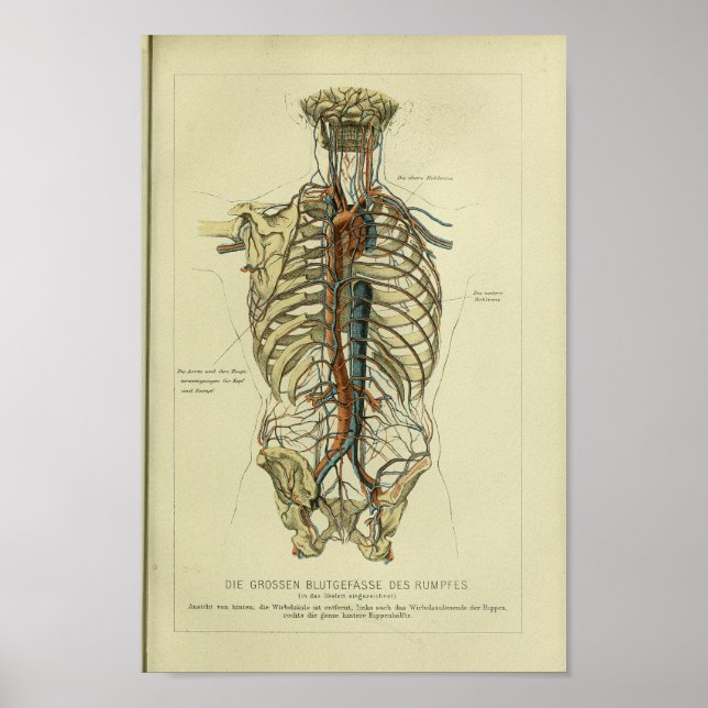 1886 Vintage Human Artery Anatomy Print (Front)