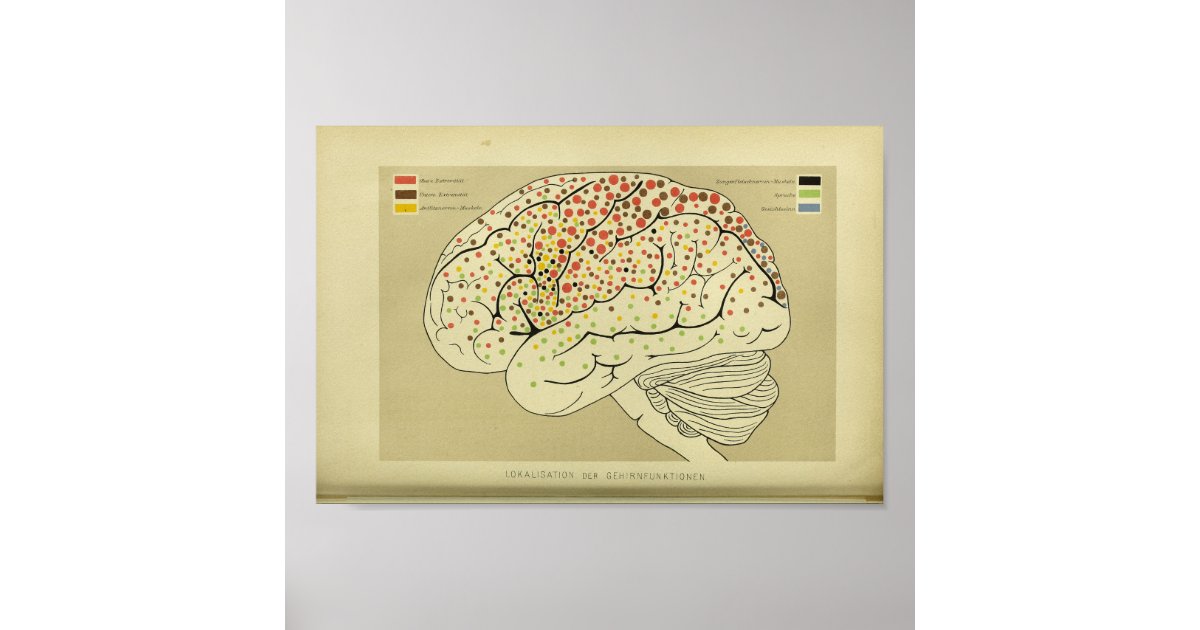 1886 Vintage Human Brain Anatomy Print | Zazzle