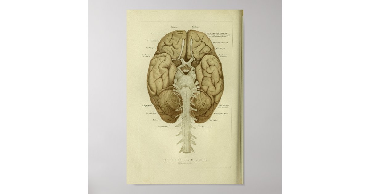 1886 Vintage Human Brain Anatomy Print | Zazzle