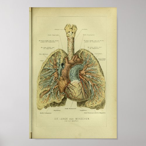 1886 Vintage Human Lungs Anatomy Print