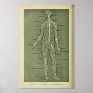 1886 Vintage Human Nerves Anatomy Print