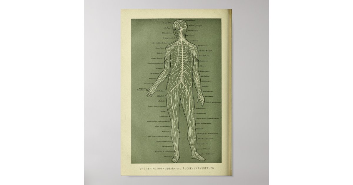 1886 Vintage Human Nerves Anatomy Print | Zazzle