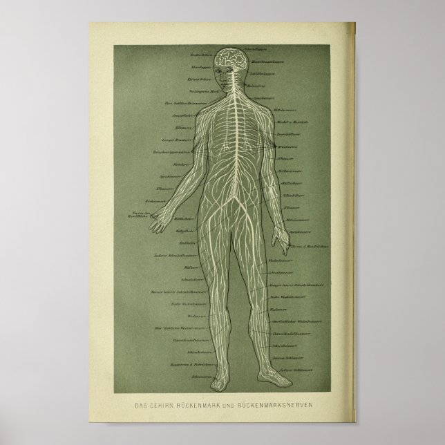 1886 Vintage Human Nerves Anatomy Print (Front)
