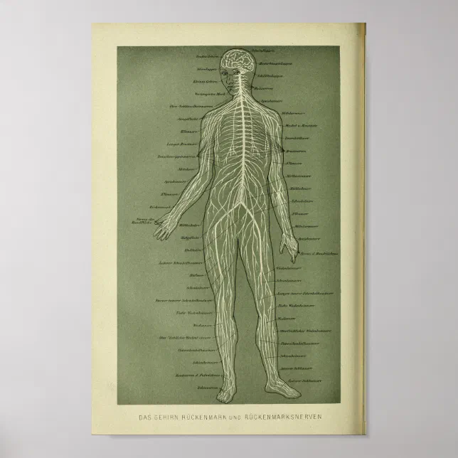 1886 Vintage Human Nerves Anatomy Print | Zazzle