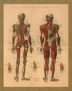 Muscle Chart Art Wall Decor Zazzle