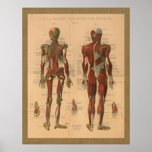 1888 Skeletal Muscle Anatomy Vintage Poster