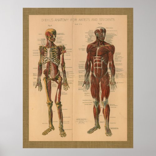 1888 Skeleton Muscle Anatomy Vintage Poster