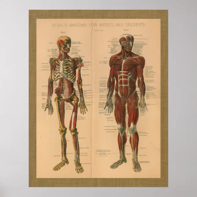 1888 Skeleton Muscle Anatomy Vintage Poster | Zazzle