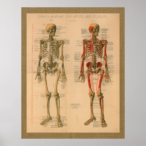 1888 Skeleton Muscle Attachment Anatomy Poster