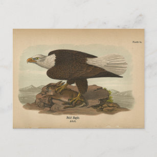 1890 Bird Bald Eagle Postcard